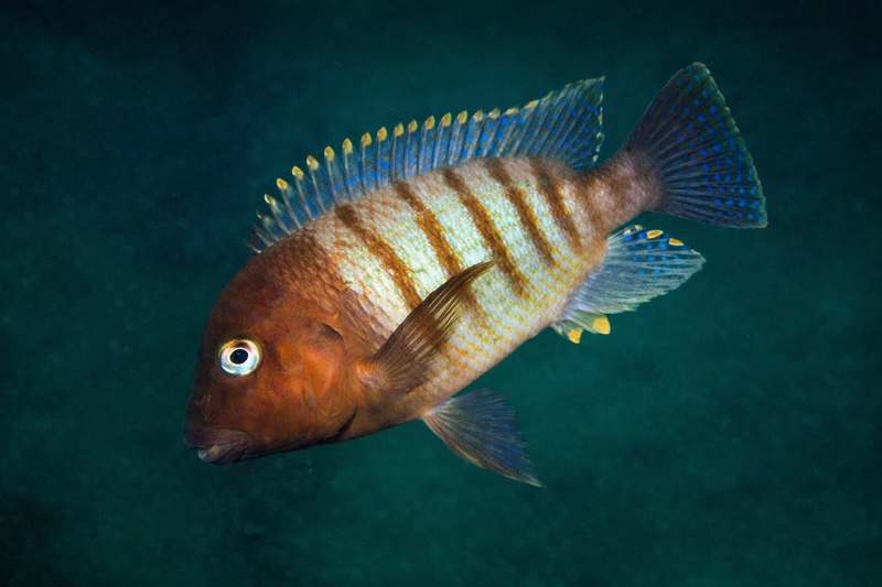 Petrochromis famula 'Chimba'